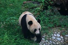 599-Guilin,panda,15 luglio 2014